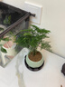 及拾文竹盆栽植物室內花卉盆景客廳辦公室桌面小綠植好養云竹四季常青 精品文竹+冰釉淺綠盆+圓底托+苔蘚 曬單實(shí)拍圖