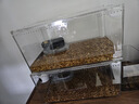 Barbarous Growth玻璃爬缸蜥蜴蛇甲蟲(chóng)烏龜陸龜爬寵爬蟲(chóng)角蛙飼養箱盒專(zhuān)用缸爬寵飼養 BT-04(30*20*15)【磁吸不跑蛇】 曬單實(shí)拍圖