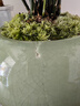 花翁盆栽植物中式禪意盆景綠植 文竹+綠冰裂釉陶盆+底架源頭直發(fā) 曬單實(shí)拍圖