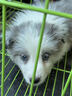 純種隕石邊牧幼犬邊境牧羊犬活體七白三通黑白金邊中型犬寵物小狗 血統級 隕石色 公 曬單實(shí)拍圖