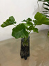 龍鱗春羽水培植物天堂鳥(niǎo)客廳綠蘿盆栽花卉富貴竹龜背竹好養的綠植 精品春羽20-25cm【1棵】送營(yíng)養液 曬單實(shí)拍圖