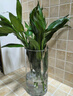 開(kāi)時(shí)果 富貴竹水培植物客廳桌面綠植 辦公室內轉運竹龍竹觀(guān)音竹四季盆栽 【四季常青】富貴竹50-60cm6棵+保鮮劑 曬單實(shí)拍圖