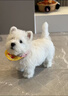 寵邁鑫西高地白梗幼犬軟毛剛毛純種西高地小狗雙血統家養寵物狗小體幼崽 寵物級 精品西高地 公 曬單實(shí)拍圖