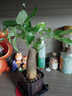【帶盆高度約15-25cm】發(fā)財樹(shù)盆栽室內植物客廳辦公室吸甲醛好養 單桿發(fā)財樹(shù)+塑料節節高升盆+小方底座 花盆直徑約8cm 曬單實(shí)拍圖