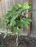 無(wú)花果樹(shù)果苗盆栽水果苗波姬紅特大果南北方庭院種植云南嫁接苗 芭勞奈 (杯苗帶土帶葉發(fā)貨) 四年苗 曬單實(shí)拍圖
