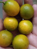 廣西融安脆皮小金桔應當季新鮮孕婦水果現摘脆蜜冰糖金桔橘子整箱 5斤 特大果【24-32個(gè)左右/斤】 曬單實(shí)拍圖