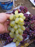 妃里香特大葡萄樹(shù)苖盆栽庭院地栽爬藤春光葡萄苗南方北方種植耐寒葡萄樹(shù) 3年生嫁接脫毒苗（當年試果） 曬單實(shí)拍圖