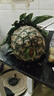 正宗海南金鉆鳳梨新鮮水果當季樹(shù)上熟芒果鳳梨【催熟食用】 1粒裝單果500g-650g【7成熟，催熟再吃】 曬單實(shí)拍圖