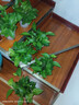 雙盟 綠蘿盆栽除甲醛花卉綠植辦公室新房?jì)艋諝?10款10盆裝源頭直發(fā) 曬單實(shí)拍圖