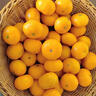南步江西南豐蜜桔 撫州特產(chǎn)砂糖橘無(wú)籽貢桔清香橘子應季新鮮孕婦水果 20斤裝 精品果【單果4cm+】 曬單實(shí)拍圖