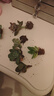 百潮盛多肉植物多肉精選隨機套餐不重復陽(yáng)臺辦公室陽(yáng)臺室內高端品種爆款 隨機6顆多肉不重復 曬單實(shí)拍圖
