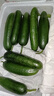 壽光水果黃瓜山東時(shí)令果蔬小青瓜蔬菜火鍋食材清脆爽口產(chǎn)地直發(fā) 水果黃瓜帶箱5斤【劃算】 曬單實(shí)拍圖