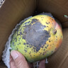廣西百色金煌芒果新鮮熱帶當(dāng)季水果現(xiàn)摘特大超甜青芒黃皮水仙芒果 5斤 中果【單果3兩起】 曬單實(shí)拍圖