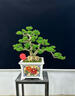 卓美御庭高端黃楊造型盆景老樁真樹(shù)室內外庭院客廳陽(yáng)臺辦公室盆栽中秋禮物 精品黃楊盆景 曬單實(shí)拍圖