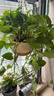 長(cháng)藤綠蘿垂吊綠植室內吊蘭吸甲醛凈化空氣綠植盆栽稀有綠蘿盆栽 【盆口直徑16厘米】長(cháng)藤白盆綠蘿1盆送肥料 曬單實(shí)拍圖