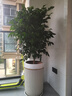 愛(ài)優(yōu)尚幸福樹(shù)盆栽客廳室內大型綠植辦公室喬遷新家綠寶凈化空氣源頭直發(fā) 曬單實(shí)拍圖