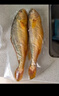 海名威 寧德三去黃花魚(yú)2斤/2條凈重 大黃魚(yú) 生鮮魚(yú)類(lèi) 海鮮水產(chǎn)  曬單實(shí)拍圖