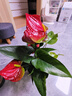花行榜水培盆栽一帆風(fēng)順花卉植物綠植鴻運當頭 紅掌（原盆）源頭直發(fā) 曬單實(shí)拍圖