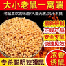 正品安全高效老鼠藥室內外耗子藥滅鼠神器家用誘餌老鼠一窩端特效 家用高效【500克】 曬單實(shí)拍圖