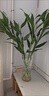 瑤草奇花富貴竹水培植物客廳招財辦公室內好養綠植盆栽觀(guān)音竹轉運竹發(fā)財竹 【熱銷(xiāo)】10棵富貴小竹65-80cm+送養料 曬單實(shí)拍圖