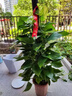 愛(ài)優(yōu)尚大葉綠蘿柱盆栽客廳大型綠植辦公室內除甲醛凈化空氣綠籮源頭直發(fā) 曬單實(shí)拍圖
