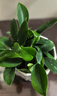 行湘金鉆盆栽綠公主新房綠植花卉易活客廳吸甲醛+白蓮陶瓷盆 源頭直發(fā) 曬單實(shí)拍圖