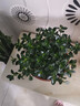 四季常青金魚(yú)花吊蘭盆栽室內綠植花卉多肉植物發(fā)財樹(shù)好養易活客廳 金魚(yú)吊蘭【整盆20-30顆】原盆土 曬單實(shí)拍圖