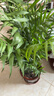 散尾葵綠植鳳尾竹盆栽袖珍椰子室內大型綠植四季常青富貴椰子植物 【80-100厘米11-12顆造型好][育苗盆 曬單實(shí)拍圖