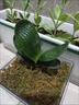 長(cháng)春精品君子蘭高端虎頭珍珠寬短葉圓頭坑紋麻臉粗筋油匠和尚小苗 黑珍珠4葉苗 帶盆栽好 曬單實(shí)拍圖