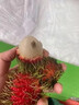 優(yōu)味集【順豐/JD速發(fā)】進(jìn)口紅毛丹越南新鮮水果毛荔枝甜紅牡丹整箱送禮 1斤凈重 品質(zhì)大果（單果15-20g） 商超級金果 曬單實(shí)拍圖