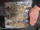舟山梭子蟹鮮活特大野生大螃蟹新鮮冷凍海鮮水產(chǎn)海蟹飛蟹白蟹順豐 7-9兩/只【5斤凈重 特大肥壯】 曬單實(shí)拍圖