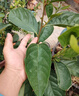 景琳涵無(wú)核柿子樹(shù)苗嫁接脆柿子苗庭院陽(yáng)臺盆栽地栽南方北方種植果樹(shù)苗 雞心柿子嫁接4年苗（當年結果） 曬單實(shí)拍圖
