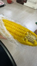 佳農寶菜山東新鮮水果玉米單根275g+鮮甜多汁4-7根凈重4.6斤源頭直發(fā) 曬單實(shí)拍圖