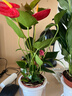 紅掌盆栽白粉掌一帆風(fēng)順帶花特大號花卉室內客廳面水培植物好養 約30cm紅掌+白掌-2個(gè)早安盆 帶盆栽好 曬單實(shí)拍圖