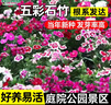斡爾園林五彩石竹花籽四季播種花種籽庭院別墅陽(yáng)臺盆栽耐熱耐旱多年生種子 曬單實(shí)拍圖