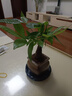 八芽盆栽發(fā)財樹(shù)植物室內禪意招財樹(shù)盆景辦公室桌面綠植源頭直發(fā)包郵 單粗桿發(fā)財樹(shù)-山居盆-大密胺托盤(pán) 含盆 曬單實(shí)拍圖
