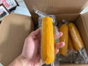 京東京造 東北黃糯玉米1.6kg（8根）東北玉米粗糧輕食減脂早餐代餐雜糧 曬單實(shí)拍圖