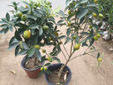 原仟森脆皮金桔帶果發(fā)貨盆栽樹(shù)苗四季果樹(shù)可食用橘子苗脆皮金橘室內常綠 脆皮金桔5年苗（帶花苞或帶果發(fā)貨）洗洗連皮可以起吃 曬單實(shí)拍圖