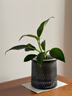 新特價(jià)大葉金鉆綠公主盆栽植物除甲醛綠植辦公室四季常青室內擺放 【1盆】金鉆+基地原盆 含盆高度15-20厘米 曬單實(shí)拍圖