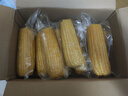 京鮮生 東北黃玉米凈重3.6斤 8根*220g+ 真空包裝加熱即食 源頭直發(fā) 曬單實(shí)拍圖