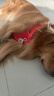 拉夫威爾ruffwear福朗特胸背狗狗胸背帶大小型犬拉布拉多背心式牽引背帶 峽谷紅 L/XL 曬單實(shí)拍圖