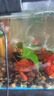 【鶴頂紅】精品金魚(yú)幼苗小魚(yú)魚(yú)苗紅帽招財冷水鴻運當頭獅子頭好養魚(yú)苗小型 鴻運當頭買(mǎi)2送1 4-6厘米【靈動(dòng)好看】 曬單實(shí)拍圖