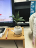八芽海島羅漢松指尖微型盆栽桌面小綠植迷你拇指好養植物源頭直發(fā)包郵 竹柏-陶瓷小茶罐盆-竹底托-鋪面石 陶瓷盆-帶盆栽好 曬單實(shí)拍圖