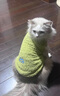 狗狗背心云朵絨寵物衣服加厚保暖馬甲套頭貓咪兩腳衣毛絨毛衣小犬 綠色 xs 曬單實(shí)拍圖