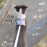 靠森（Kaooseen）狗狗牽引繩胸背帶背心式溜遛狗繩比熊泰迪狗小型犬狗繩子外出專(zhuān)用 紫色小花【胸背+5M伸縮繩】 M 胸圍40-45 約10-13斤 曬單實(shí)拍圖