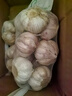 大蒜頭出口品質(zhì)網(wǎng)兜紫蒜蔬菜調料新鮮大果燒烤火鍋食材 【精品網(wǎng)兜裝】5斤裝 2300g 曬單實(shí)拍圖