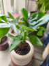 ?【包活】發(fā)財樹(shù)盆栽鮮花綠植物辦公室內吸甲醛綠蘿文竹水培易養 【粗2-3cm】單桿發(fā)財樹(shù)【原盆】 曬單實(shí)拍圖
