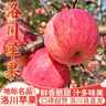 洛川蘋(píng)果陜西延安特產(chǎn)紅富士時(shí)令蘋(píng)果水果禮盒送蘋(píng)果生鮮新鮮脆甜整箱批發(fā) 凈重8.5斤75-80mm 鉑金中果脆甜 曬單實(shí)拍圖