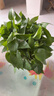 小冤家綠蘿盆栽室內花卉綠植綠籮水養花卉盆景桌面辦公客廳水培大葉綠色 精品180#綠蘿1盆裝【買(mǎi)2盆送1盆】 曬單實(shí)拍圖