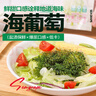 云山半鹽漬海葡萄100g*2即食兒童涼拌菜魚(yú)子醬火鍋商家用贈4種蘸料海藻 曬單實(shí)拍圖